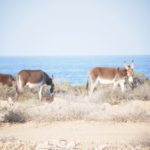 Oman Bild 4
