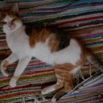 Pigi Bild 1
